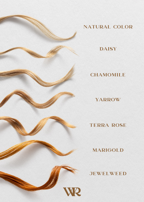 Chamomile | Golden Blonde | Flower Hair Color Powder